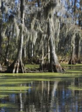 New_Orleans_Swamp_Tour Serene view of a Louisiana swamp, with moss-draped trees and calm waters, highlighting the unique natural beauty and ecosystem of New Orleans’ surrounding wetlands.