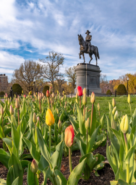 Boston Public Garden in Spring The Boston Public Garden, blooming with colorful tulips in spring, featuring walking paths and iconic swan boats. Known for its beauty, the garden offers a peaceful escape in the heart of the city.