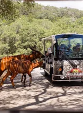An old-fashioned, steam locomotive on railway tracks, surrounded by greenery. The train's black and white body contrasts against the natural setting, evoking a sense of nostalgia and exploration. Image of a classic train on railway tracks:
