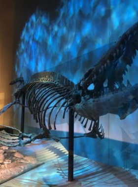 Cozy_Dallas_Cafe_Interior.jpg "Warm, inviting interior of a Dallas café with rustic wooden tables, cozy seating, and soft lighting, creating a comfortable atmosphere for patrons."