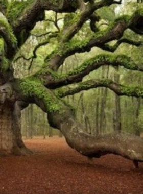 Charleston_Sunset_Bridge_View.jpg A breathtaking sunset view from a bridge in Charleston, capturing the sky painted in hues of orange, pink, and purple as the sun dips below the horizon. The silhouette of the bridge and surrounding trees contrasts beautifully against the vibrant sky, creating a picturesque scene that highlights the natural beauty of the Lowcountry. The calm waters below reflect the colorful sky, enhancing the serene atmosphere of this stunning evening landscape.