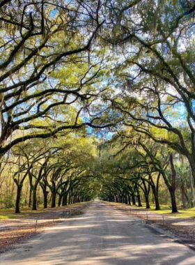 wormsloe-historic-site-savannah.jpg "The historic oak-lined avenue of Wormsloe Historic Site in Savannah, leading visitors to colonial ruins and scenic nature trails."