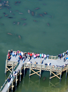 Manatees Swimming at Tampa Electric’s Manatee Viewing Center A serene scene of manatees swimming in warm waters at Tampa Electric’s Manatee Viewing Center, with people observing these gentle creatures from a viewing platform.