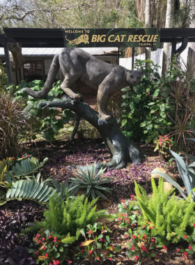 Big Cats at Big Cat Rescue A stunning image of a tiger at Big Cat Rescue, captured resting peacefully in its natural habitat while visitors observe from a safe distance, learning about big cat conservation.