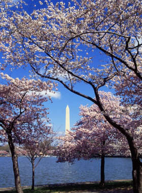 cherry-blossoms-tidal-basin This image shows beautiful cherry blossoms in full bloom around the Tidal Basin, celebrating the friendship between Japan and the U.S.