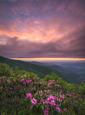 Pisgah National Forest Hiking Trails This image shows a hiker walking along a trail in Pisgah National Forest, surrounded by tall trees and rugged mountains."