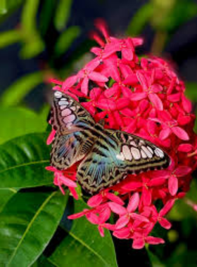 butterfly-farm-aruba-wonderland.jpg This image shows that the Butterfly Farm in Aruba is a tropical wonderland, where hundreds of colorful butterflies flutter among lush plants, offering an immersive experience for visitors of all ages.