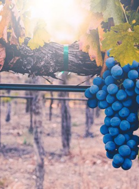 santa-ynez-valley-winery-tour This image shows that the Santa Ynez Valley is famous for its scenic vineyards and wineries, offering visitors a chance to explore the winemaking process and taste some of the finest wines in California.