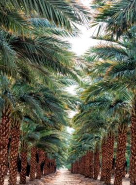Mount San Jacinto State Park This image shows hikers on a trail at Mount San Jacinto State Park, with panoramic views of the surrounding mountains and desert below, offering a scenic and challenging outdoor adventure.